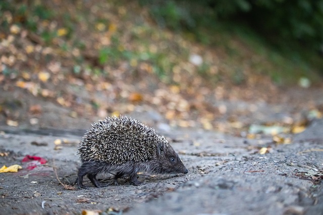 活塞和森林狼的争吵以5名球员和2名教练被驱逐而告终.