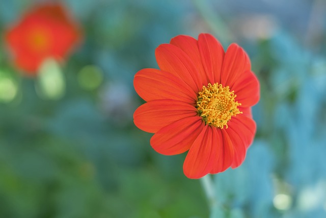 馬賽作為法 馬賽作為法